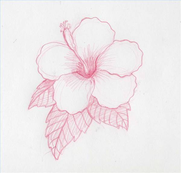 Colored Hibiscus Flower Drawing