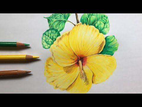 Draw Gumamela Flower