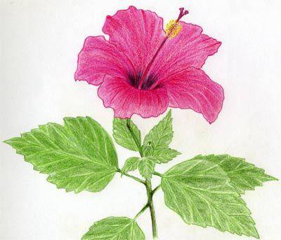 Draw The Hibiscus Flower