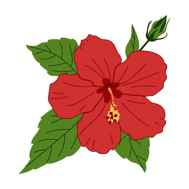 100+ Easy Hibiscus Flower Drawing Ideas