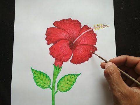 Drawing Of Gumamela Flower