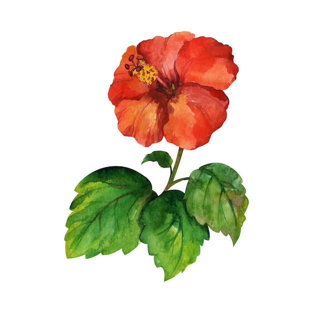 Easy Draw Hibiscus