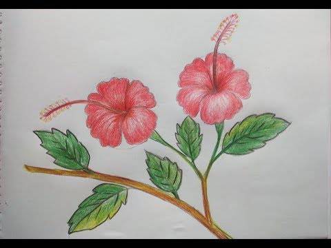 Easy Hibiscus Pencil Drawing