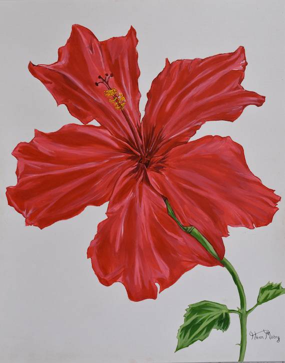 100+ Easy Hibiscus Flower Drawing Ideas