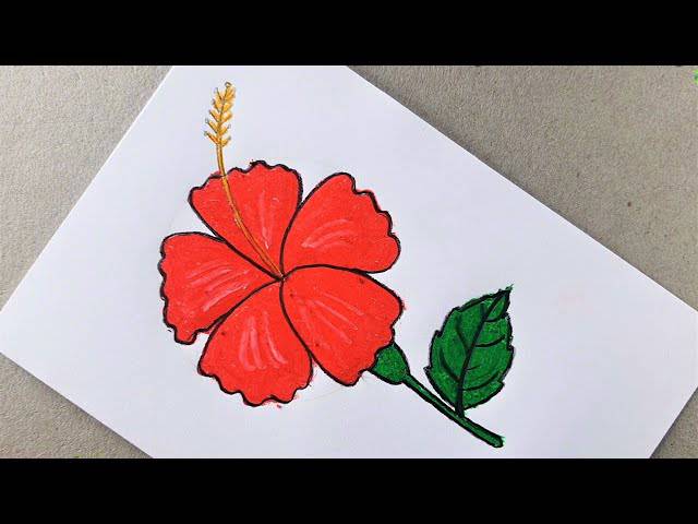 Gumamela Flower Sketch