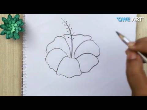 Gumamela Plant Drawing