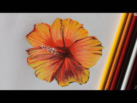 Hawaiian Flower Drawing Easy