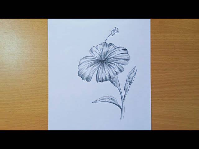 Hibiscus Art Drawing