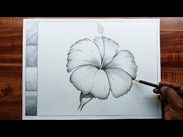 Hibiscus Color Pencil Drawing