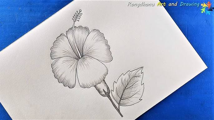 Hibiscus Drawing Flower