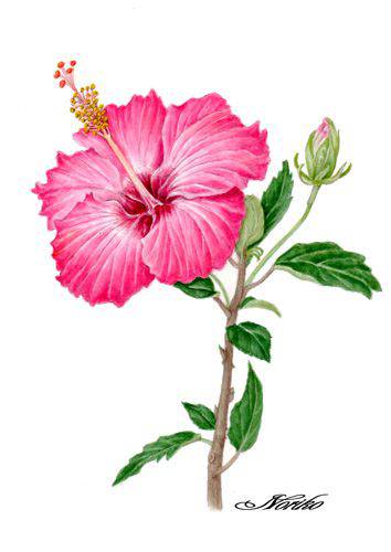 Hibiscus Flower Drawing And Parts