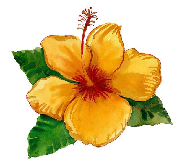 Hibiscus Flower Parts Drawing