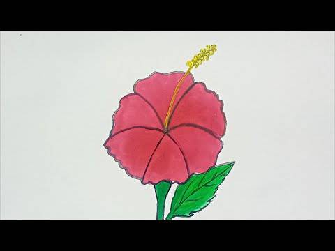 Hibiscus Flower Plant Drawing