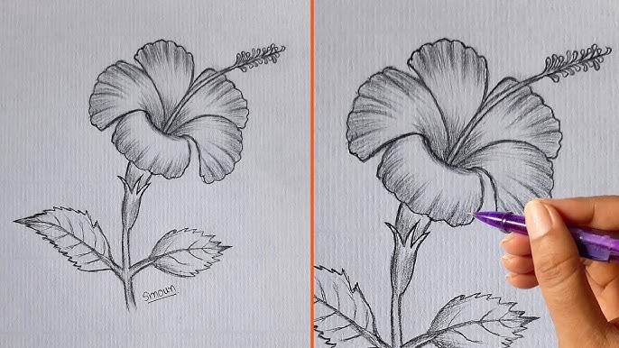 Hibiscus Photo Drawing