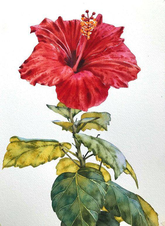 100+ Easy Hibiscus Flower Drawing Ideas