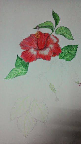 Hibiscus Rosa Sinensis Drawing