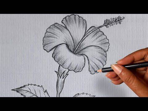 Hibiscus Sketch Drawing