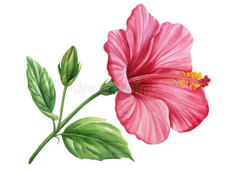 Pink Hibiscus Flower Drawing