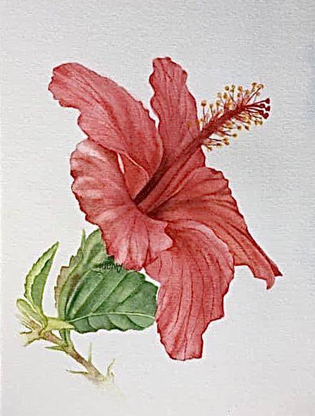 Show Me How To Draw A Hibiscus Flower