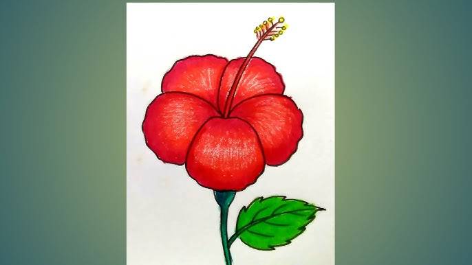 Sketch Hibiscus Flower Drawing