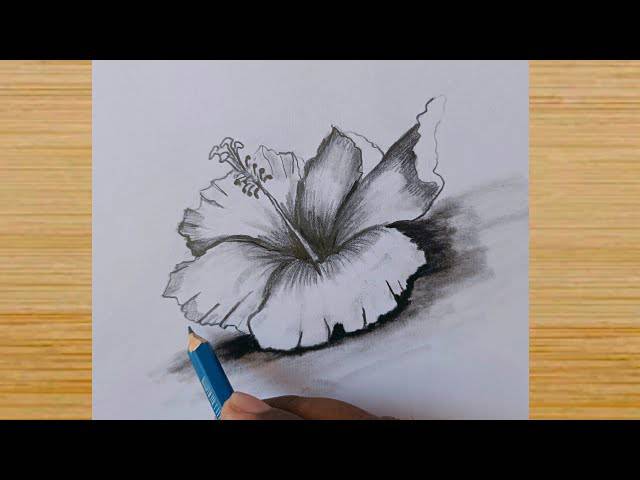 Sketch Of Hibiscus